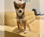 Small #5 Shiba Inu