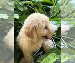 Small Photo #5 Poodle (Standard) Puppy For Sale in LAWRENCEBURG, TN, USA