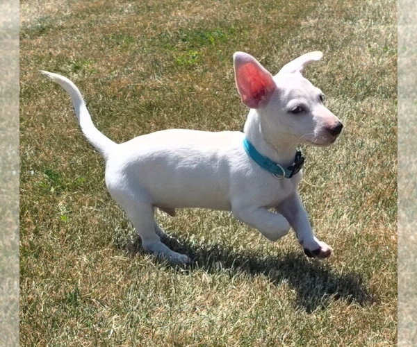Medium Photo #2 Chiweenie Puppy For Sale in Genesee, WI, USA
