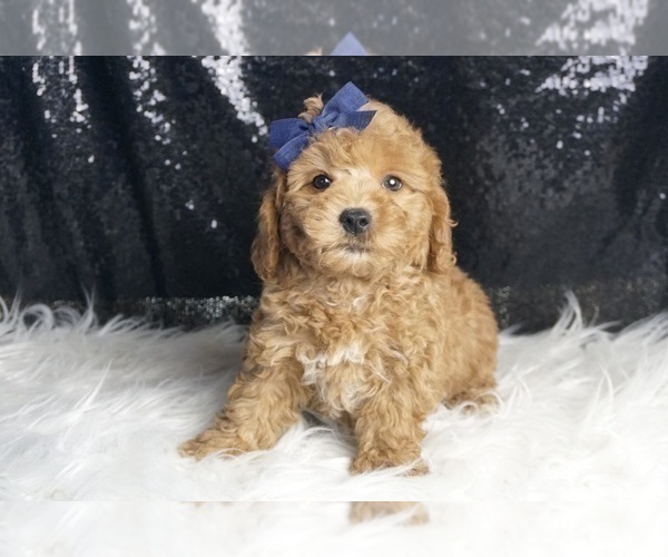 Medium Photo #59 Goldendoodle (Miniature) Puppy For Sale in WARSAW, IN, USA