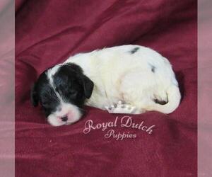 Cavalier King Charles Spaniel Puppy for sale in LE MARS, IA, USA