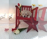 Small Photo #1 Labrador Retriever Puppy For Sale in SHIPSHEWANA, IN, USA