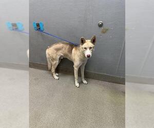 Siberian Husky-Unknown Mix Dogs for adoption in Las Vegas, NV, USA