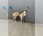Small Siberian Husky Mix