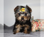 Image preview for Ad Listing. Nickname: AKC Penny