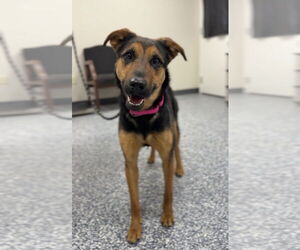 Mutt Dogs for adoption in Bemidji, MN, USA