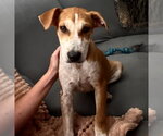 Small #8 Mutt