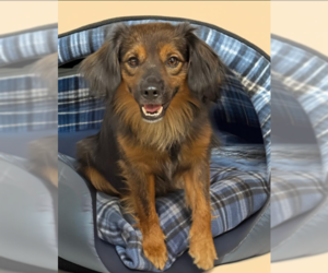 Colonial Cocker Spaniel-Unknown Mix Dogs for adoption in Cranston, RI, USA