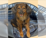 Small Colonial Cocker Spaniel Mix