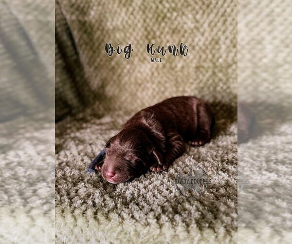 Medium Photo #28 Labradoodle Puppy For Sale in ELIZABETH CITY, NC, USA