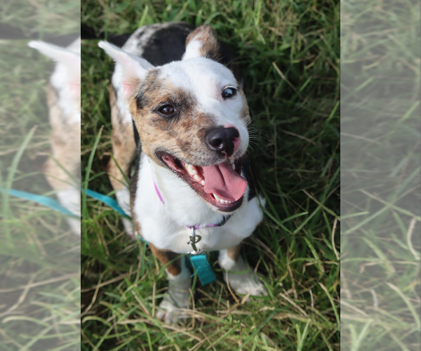 Medium Photo #1 Mutt Puppy For Sale in garner, NC, USA