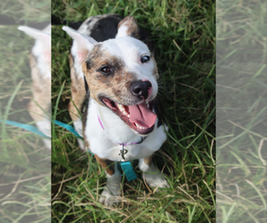 Mutt Dogs for adoption in garner, NC, USA