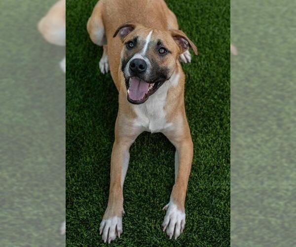 Medium Photo #3 Mutt Puppy For Sale in Baytown, TX, USA