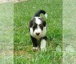 Puppy Oreo Collie-Poodle (Miniature) Mix