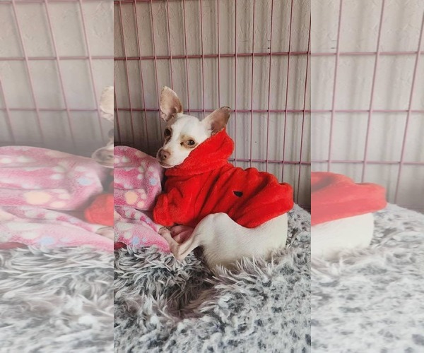 Medium Photo #6 Chihuahua-Unknown Mix Puppy For Sale in Tempe , AZ, USA