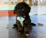 Small Photo #20 Aussiedoodle Miniature  Puppy For Sale in MENIFEE, CA, USA
