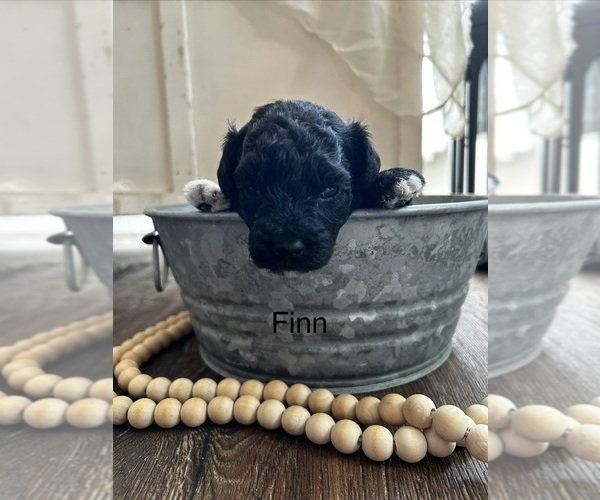 Medium Photo #5 Poodle (Miniature) Puppy For Sale in VANCOUVER, WA, USA