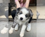 Small Photo #2 Miniature Australian Shepherd Puppy For Sale in CONNELLYS SPRINGS, NC, USA
