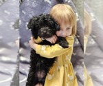 Puppy 1 Poodle (Miniature)-Poovanese Mix