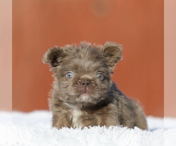 Medium Photo #4 French Bulldog Puppy For Sale in EMPIRE STATE, NY, USA