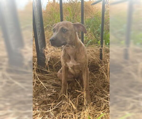 Medium Photo #1 Black Mouth Cur-Catahoula Leopard Dog Mix Puppy For Sale in Pleasanton, TX, USA