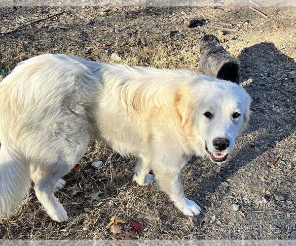 Medium Photo #2 Great Pyrenees Puppy For Sale in Dallas, TX, USA