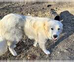 Small #1 Great Pyrenees