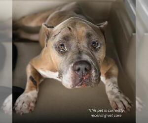 American Bulldog-Unknown Mix Dogs for adoption in San Antonio, TX, USA