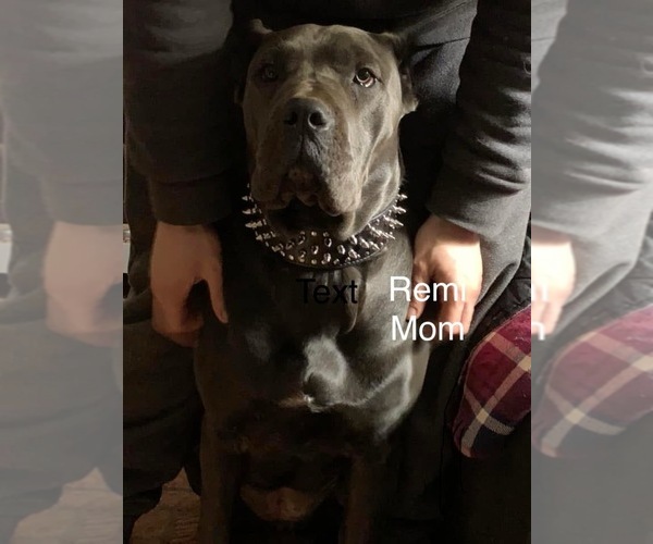 Medium Photo #19 Cane Corso Puppy For Sale in ROCKMART, GA, USA