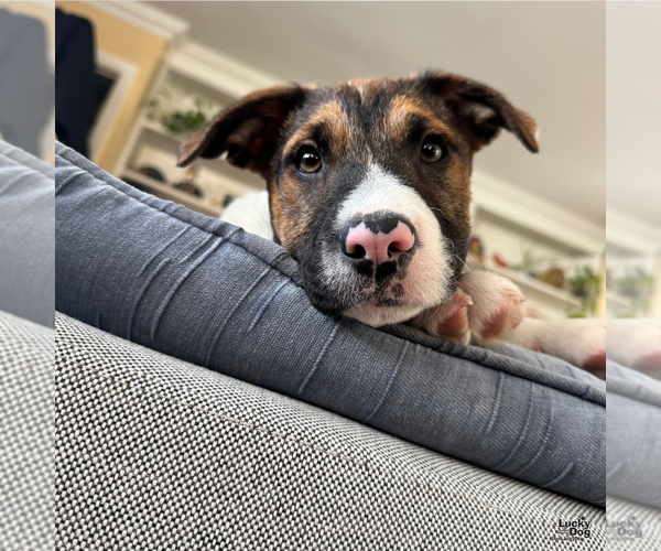 Medium Photo #6 Mutt Puppy For Sale in Washington, DC, USA