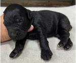 Small Schnauzer (Giant)