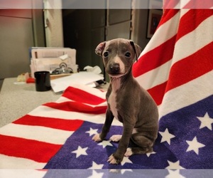 Italian Greyhound Puppy for sale in LAS VEGAS, NV, USA