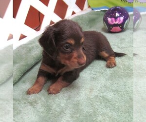 Dachshund Puppy for sale in RATTAN, OK, USA