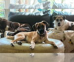 Small #8 Box-a-Pug