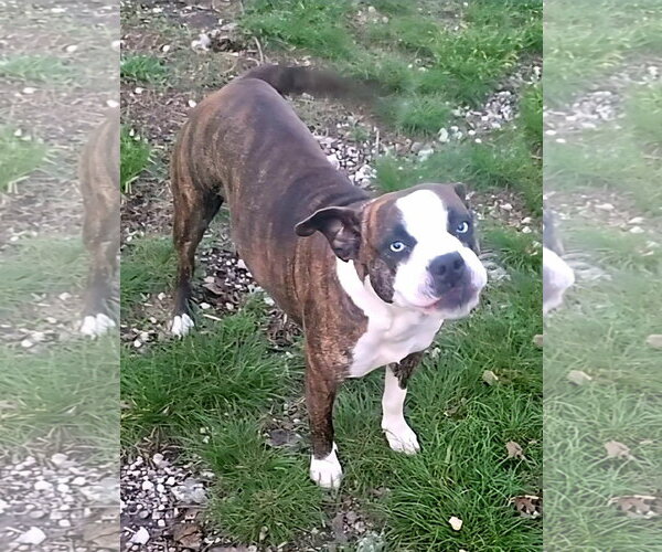 Medium Photo #4 Boston Terrier-Boxer Mix Puppy For Sale in Alexander, AR, USA