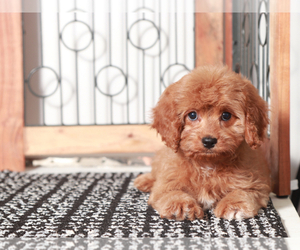 Cavapoo Puppy for sale in NAPLES, FL, USA