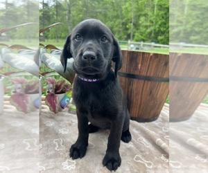 Labrador Retriever Puppy for Sale in NEOLA, West Virginia USA