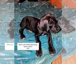 Puppy Lucky Great Dane