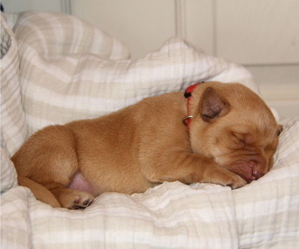 Medium Photo #21 Labrador Retriever Puppy For Sale in HYDE PARK, VT, USA