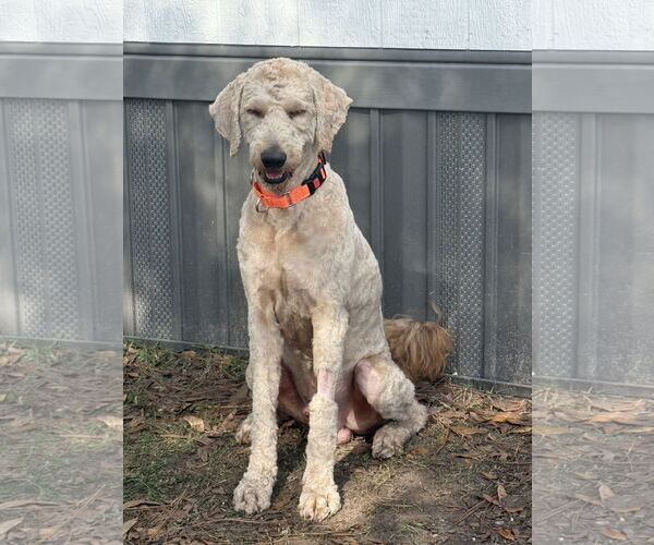 Medium Photo #3 Poodle (Standard) Puppy For Sale in Valrico, FL, USA