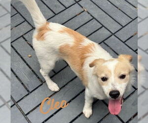 Pembroke Welsh Corgi-Rat Terrier Mix Dogs for adoption in HOUSTON, TX, USA