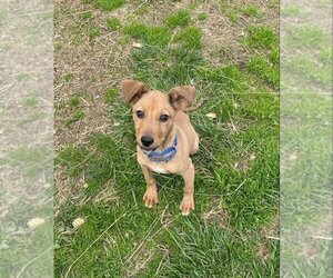 Carolina Dog Dogs for adoption in Earl, NC, USA