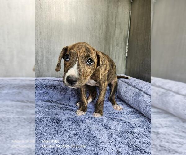 Medium Photo #1 American Staffordshire Terrier-Unknown Mix Puppy For Sale in San Antonio, TX, USA