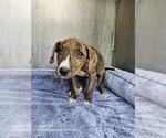 SCARLATA - Female American Staffordshire Terrier-Unknown Mix Dog for Adoption - Small photo