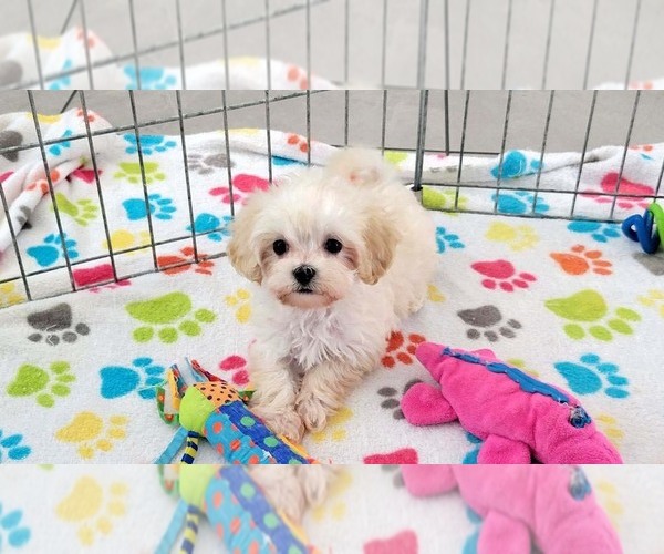 Medium Photo #5 Maltese-Poodle (Toy) Mix Puppy For Sale in ORO VALLEY, AZ, USA