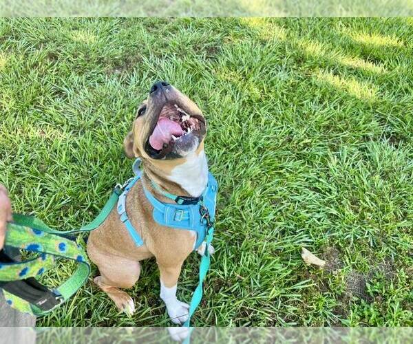 Medium Photo #3 Mutt Puppy For Sale in  Gainesville, FL, USA