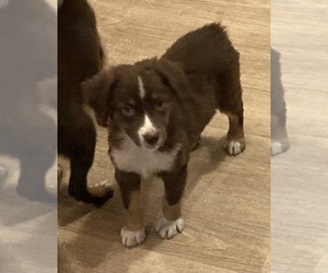 Miniature Australian Shepherd Puppy for sale in FORT MORGAN, CO, USA