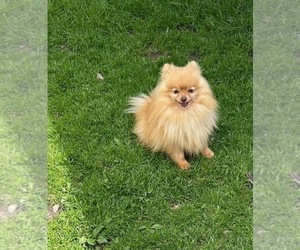 Father of the Pomeranian puppies born on 04/10/2025
