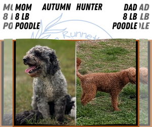 Father of the Poodle (Miniature) puppies born on 08/24/2026