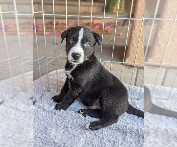 Medium Photo #2 German Shepherd Dog-Unknown Mix Puppy For Sale in Dana Point, CA, USA